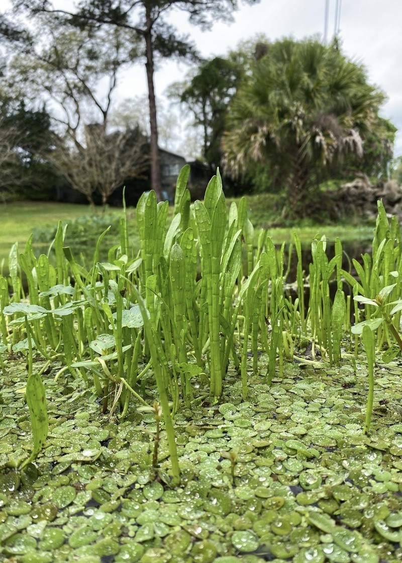 Carolina Grasswort
