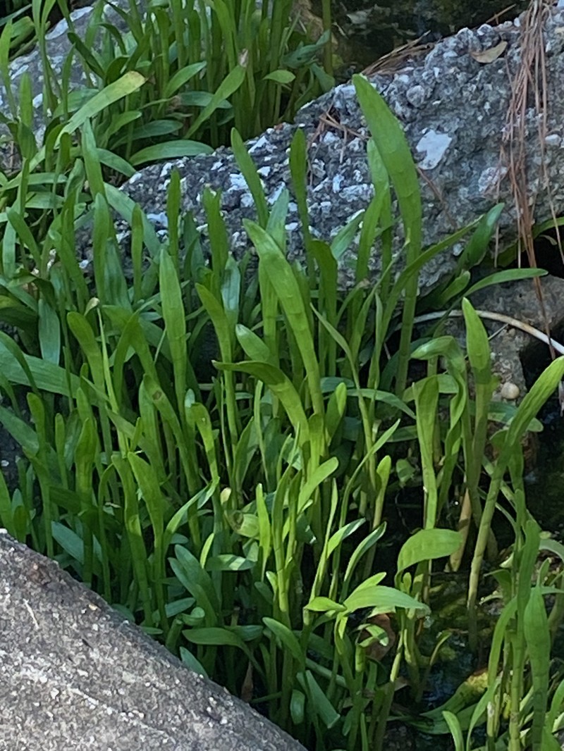 Carolina Grasswort photo 2