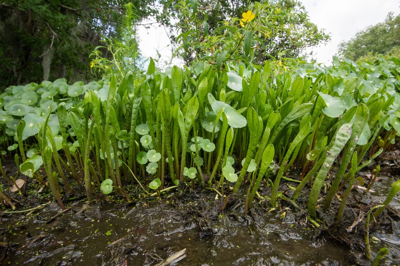 Carolina Grasswort photo 3