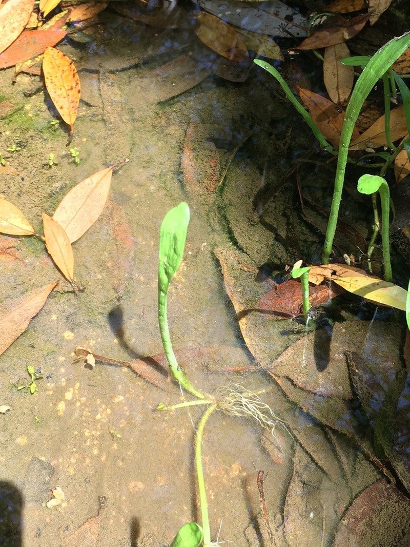 Carolina Grasswort photo 4