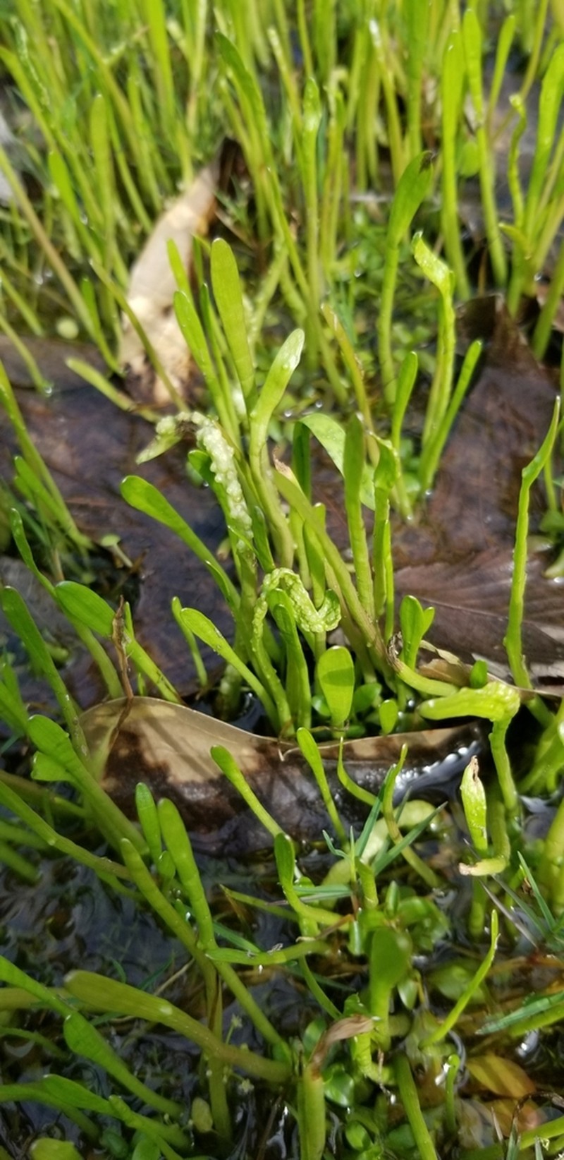 Carolina Grasswort photo 5