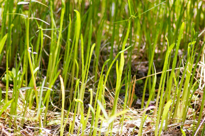 Carolina Grasswort photo 6