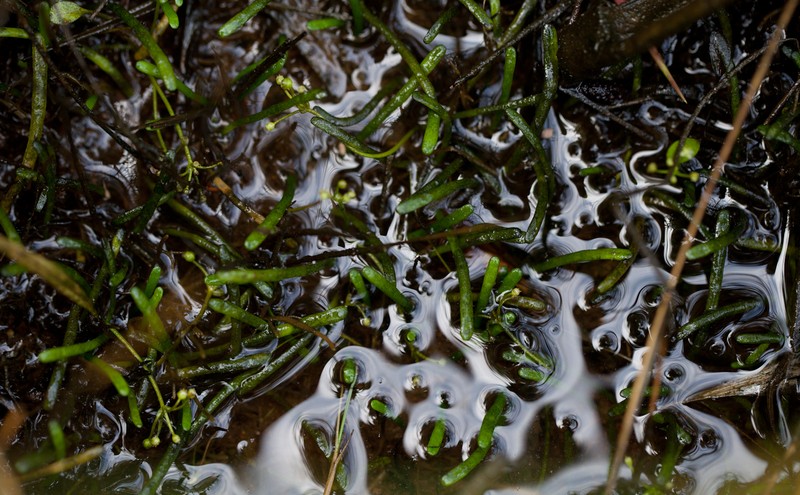Eastern Grasswort photo 4