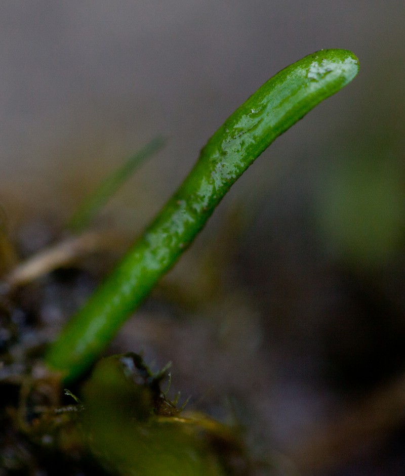 Eastern Grasswort photo 5