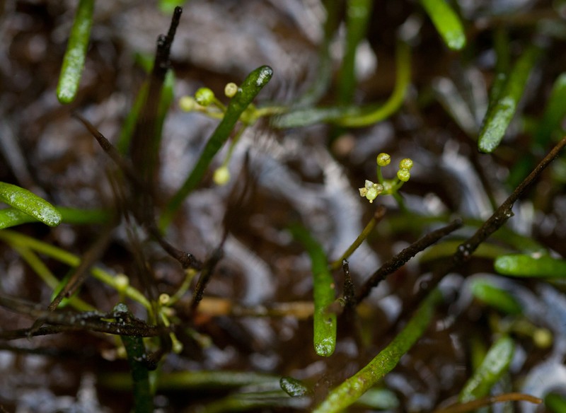 Eastern Grasswort photo 2