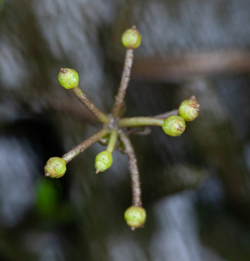 Eastern Grasswort photo 3