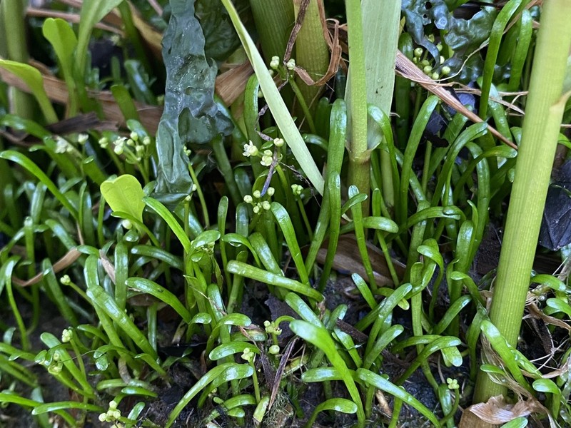 Eastern Grasswort