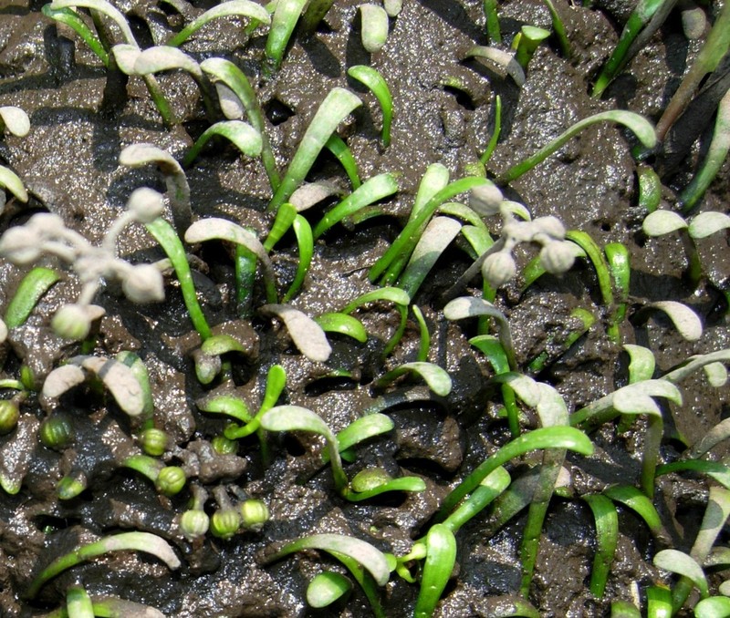 Eastern Grasswort photo 2