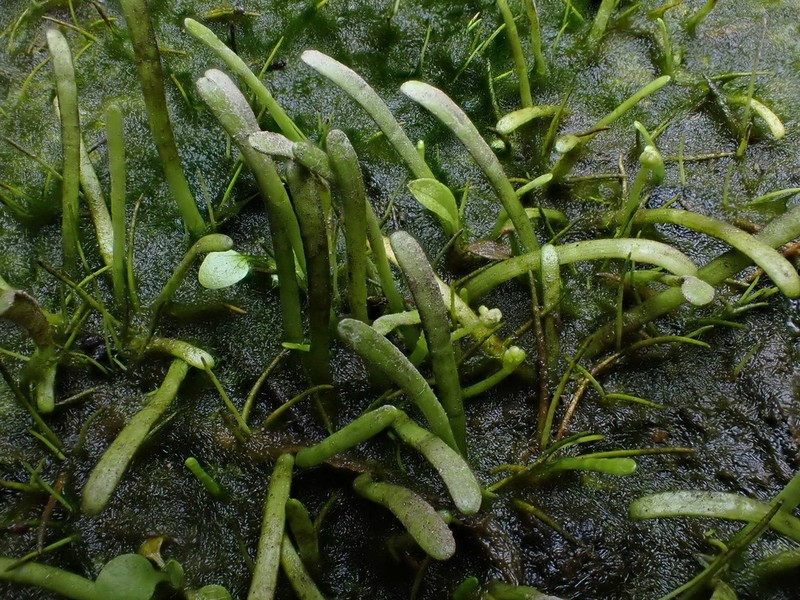 Eastern Grasswort photo 3