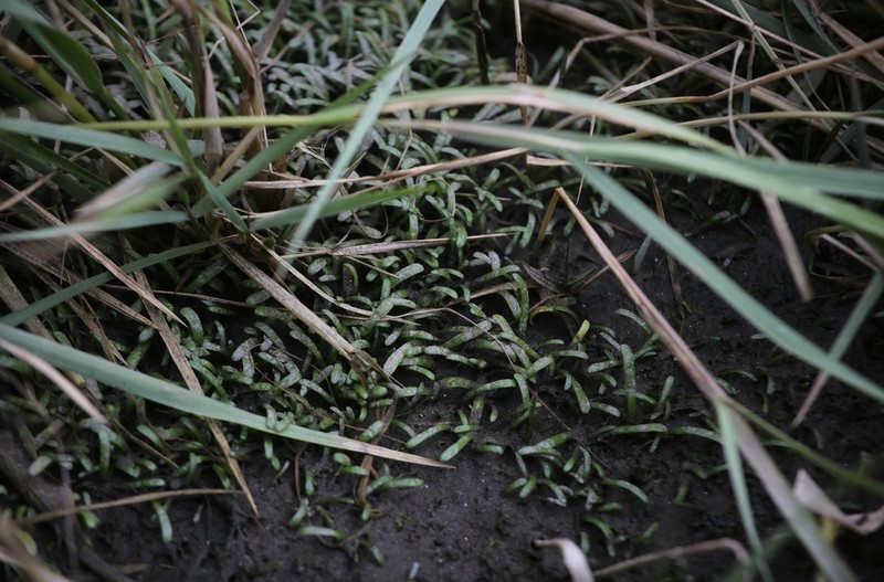 Eastern Grasswort photo 4