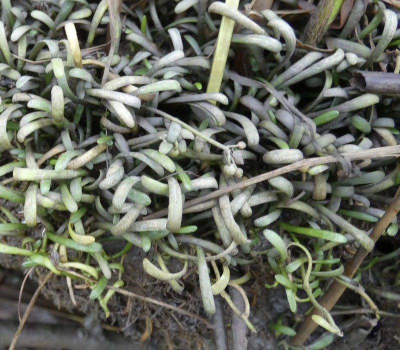 Eastern Grasswort photo 5