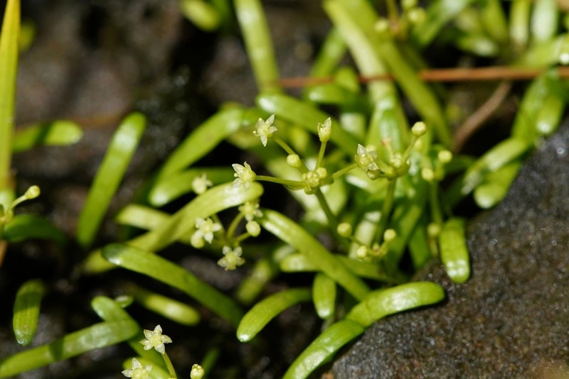 Eastern Grasswort photo 6