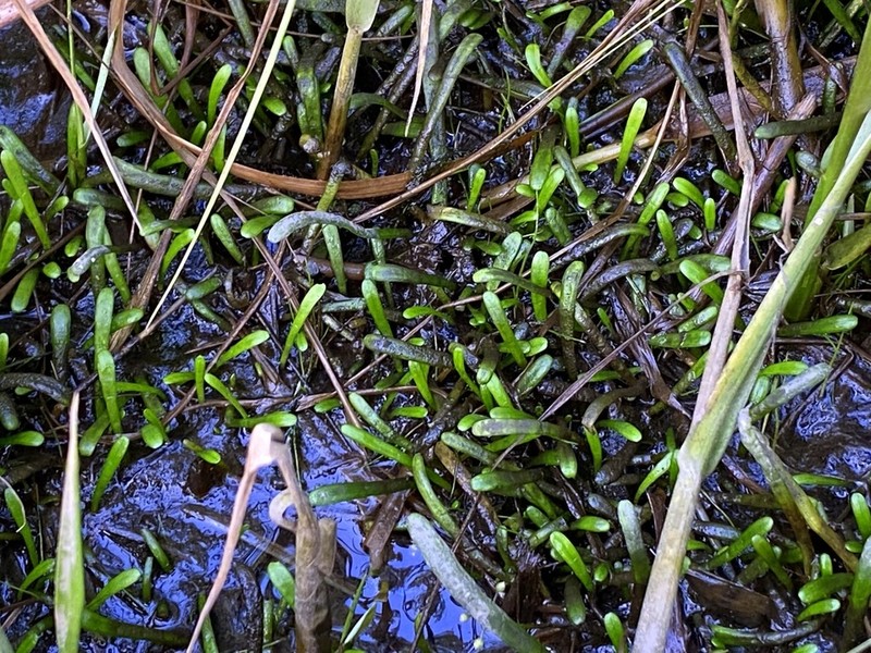 Eastern Grasswort photo 7