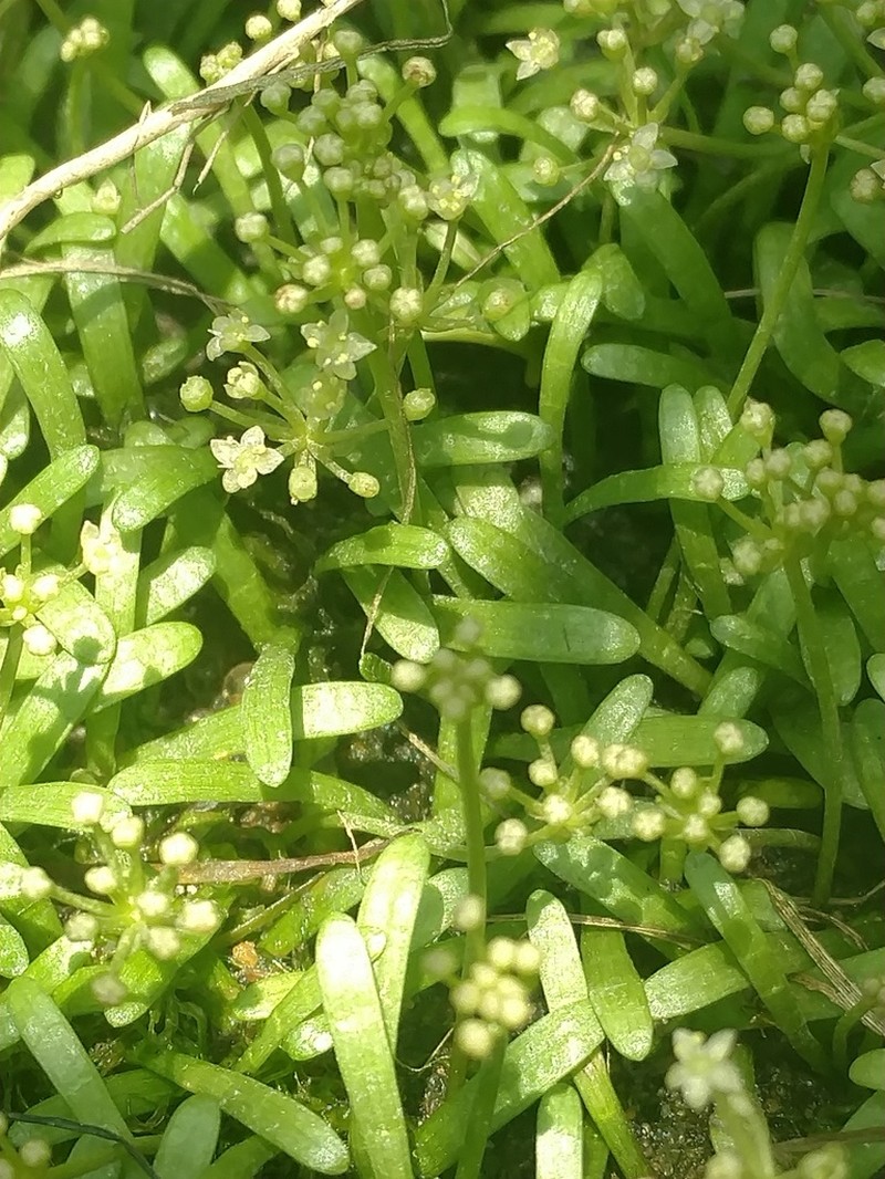Eastern Grasswort photo 8