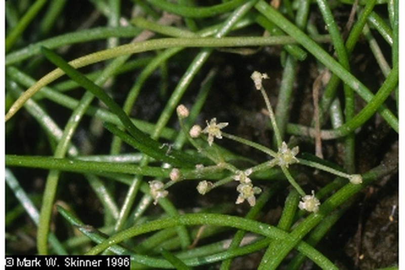 Mudflat Quillplant