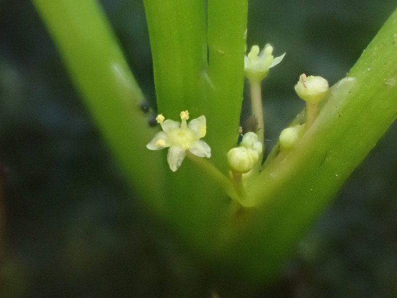 Mudflat Quillplant