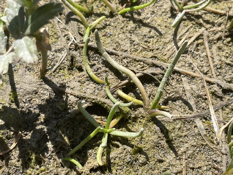 Mudflat Quillplant photo 2