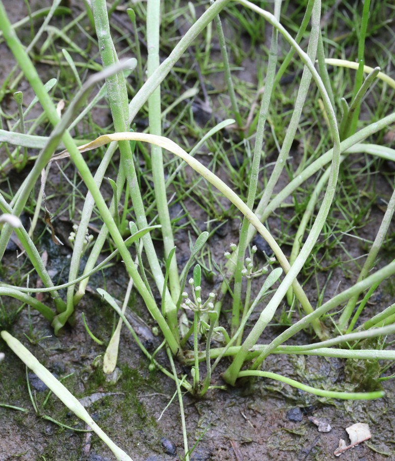Mudflat Quillplant photo 4