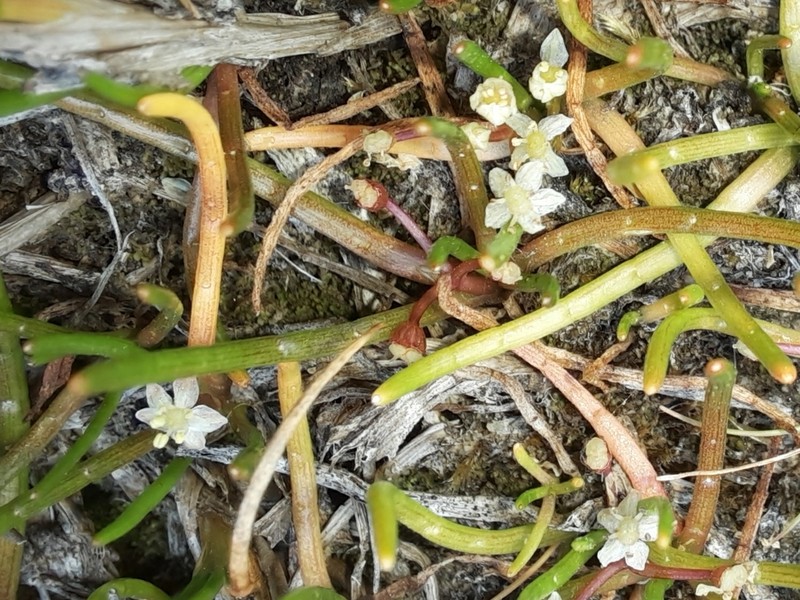 Mudflat Quillplant photo 5