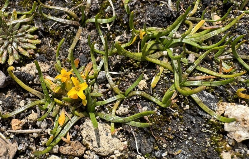 Mudflat Quillplant photo 7