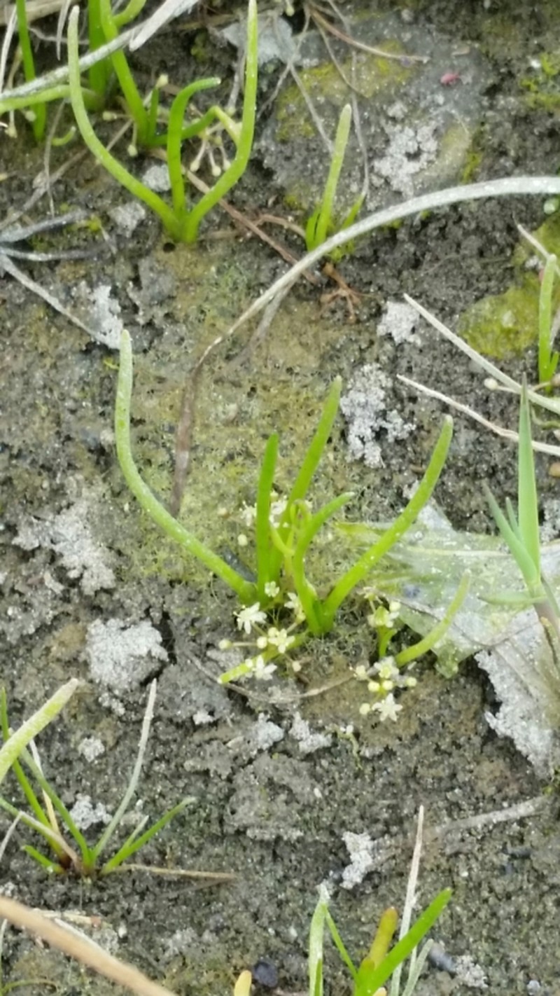 Western Grasswort photo 3