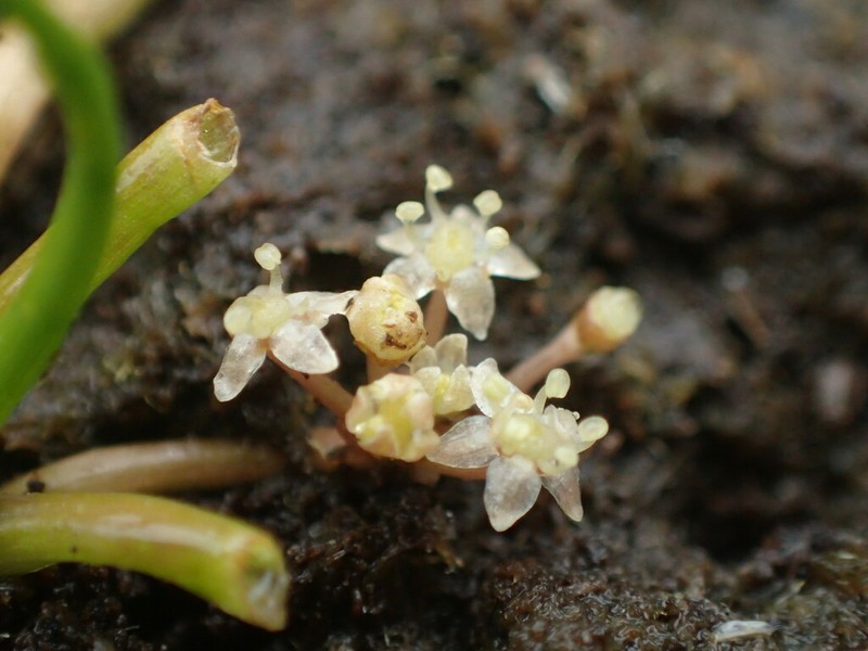 Western Grasswort photo 6