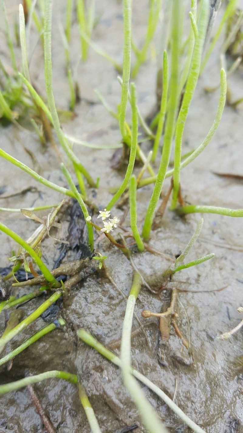 Western Grasswort photo 8
