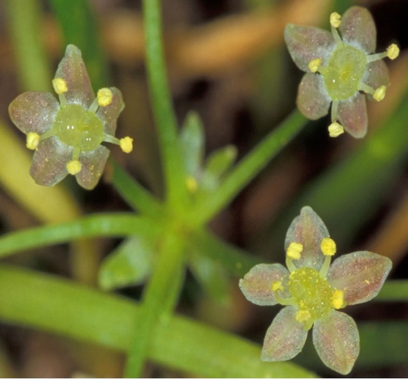 Schaffner's Grasswort