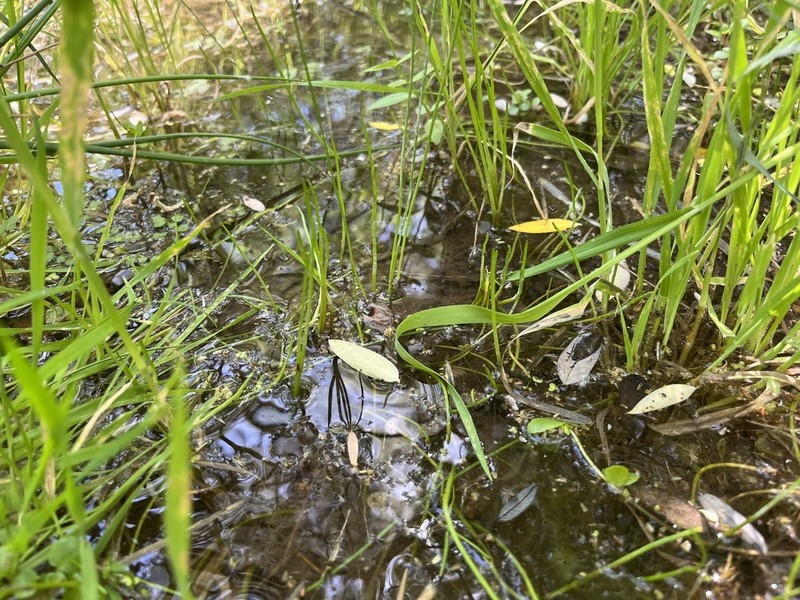 Schaffner's Grasswort
