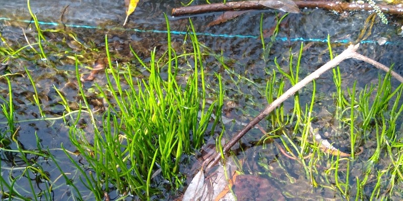 Schaffner's Grasswort photo 2