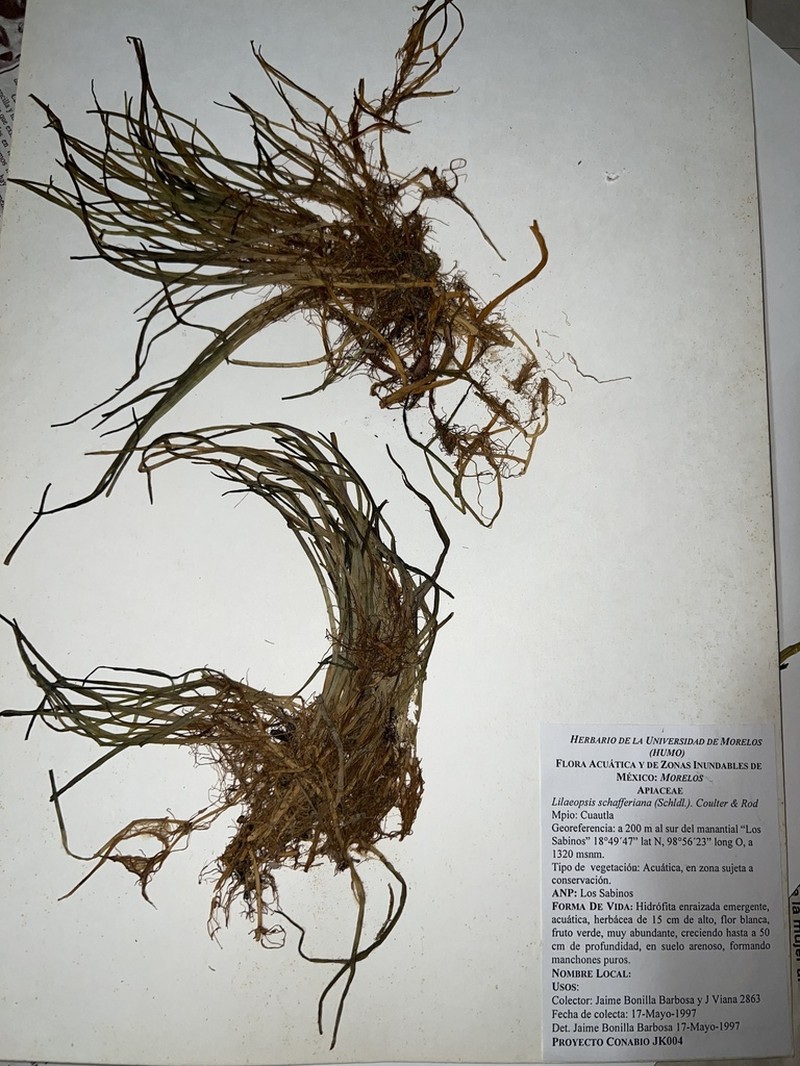 Schaffner's Grasswort photo 3