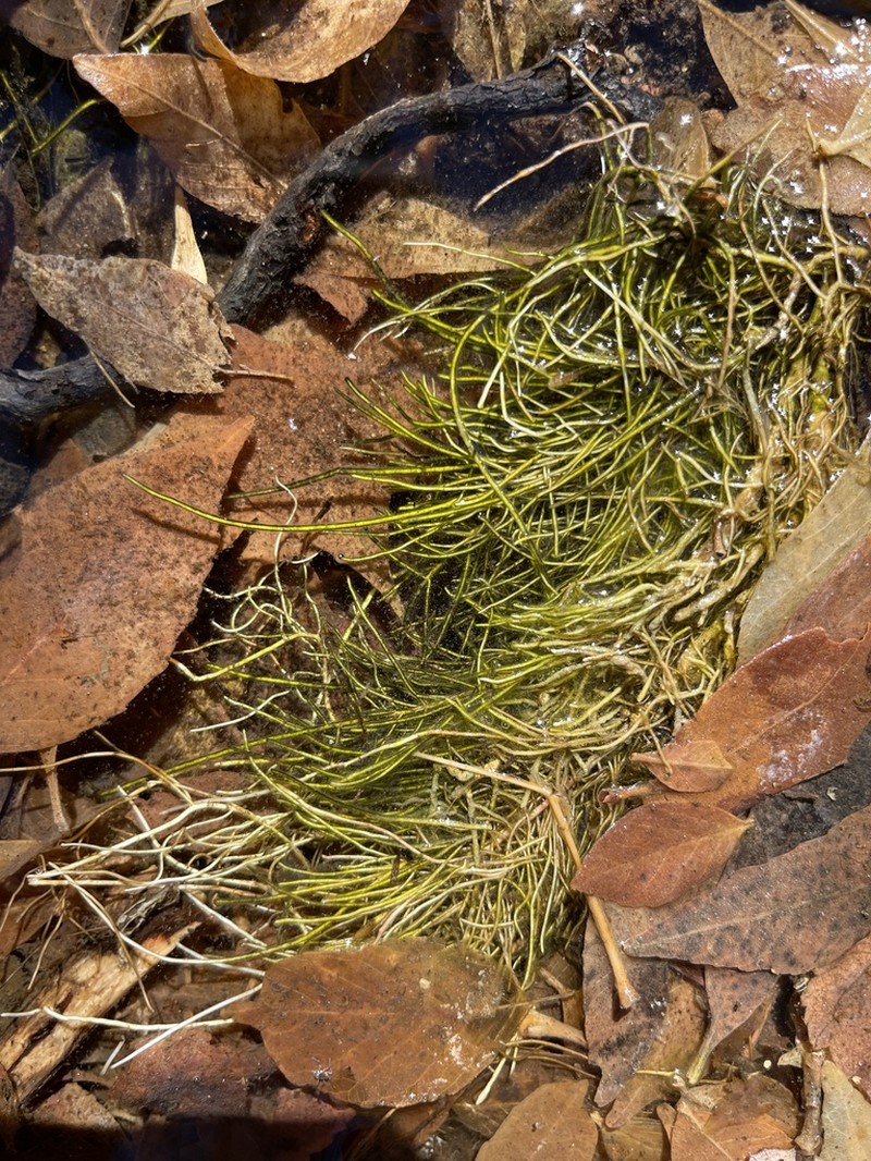 Schaffner's Grasswort photo 4