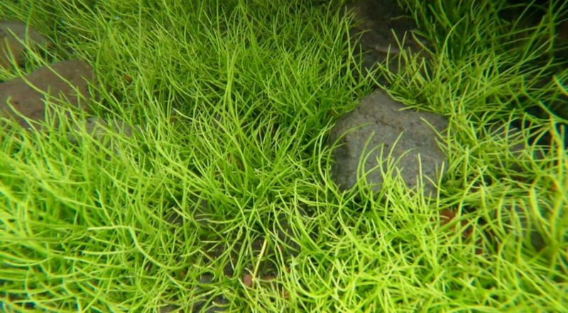 Schaffner's Grasswort photo 5