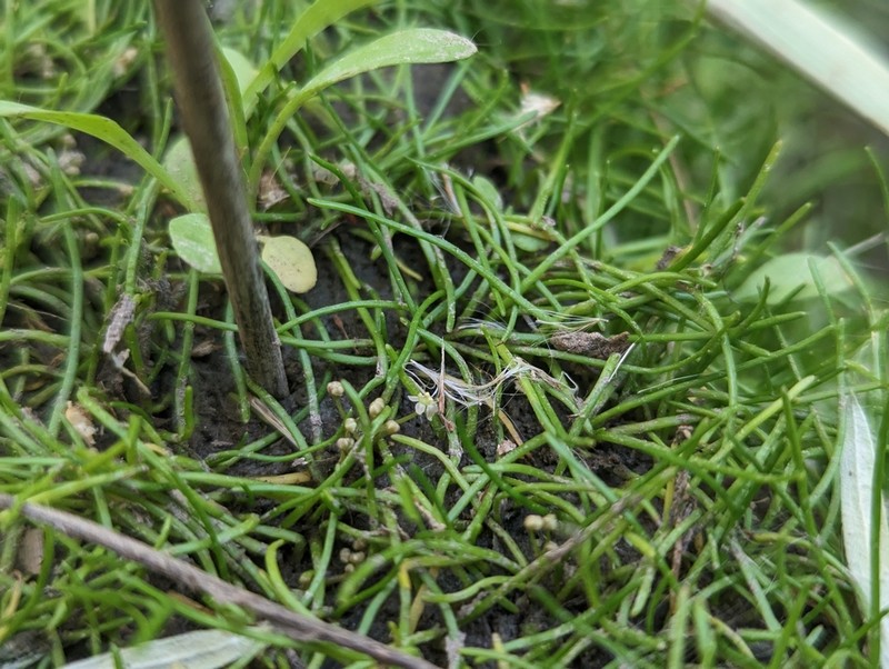 Schaffner's Grasswort photo 6