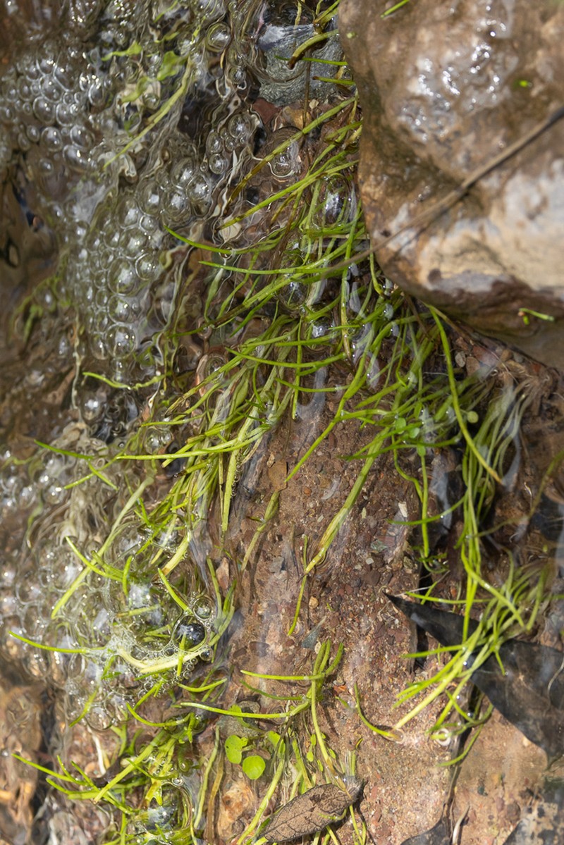 Schaffner's Grasswort photo 7
