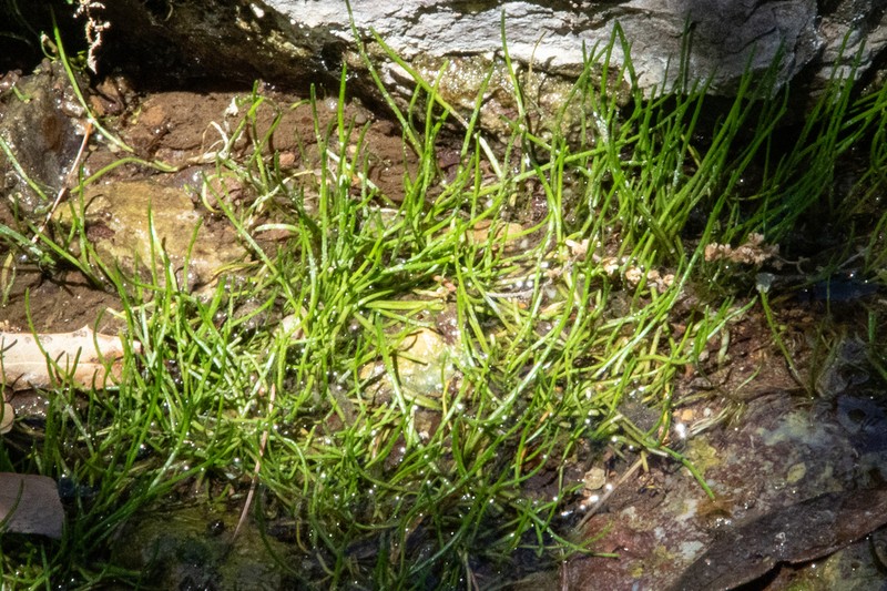 Schaffner's Grasswort photo 8