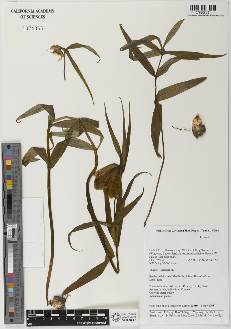 Lilium basilissum photo 2