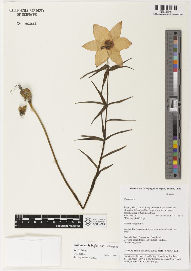 Lilium basilissum photo 3