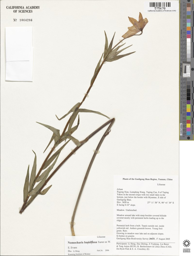 Lilium basilissum photo 4