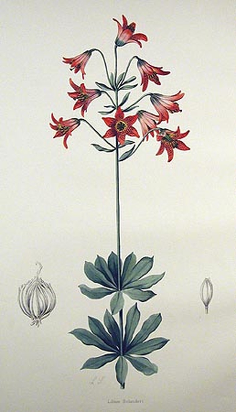 Bolander's Lily