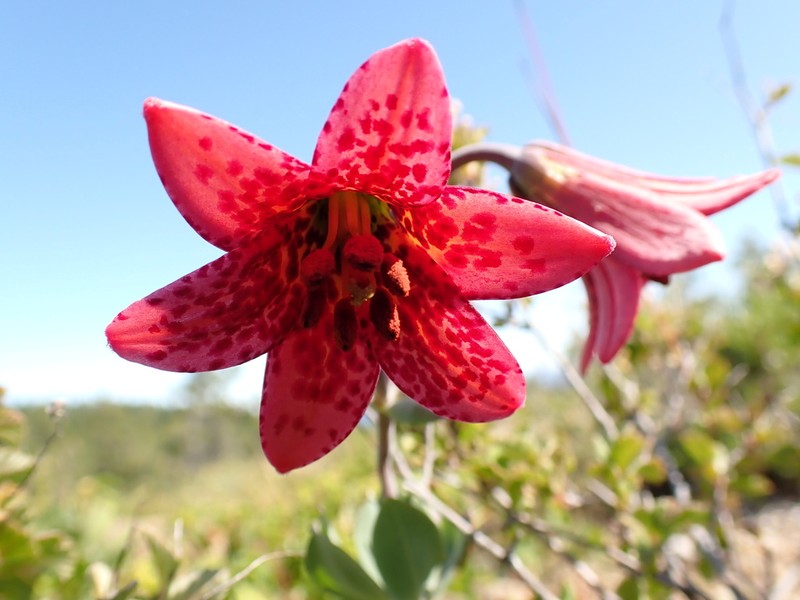 Bolander's Lily