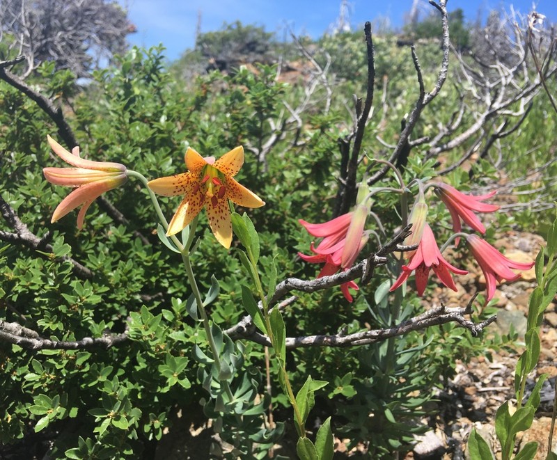 Bolander's Lily photo 2
