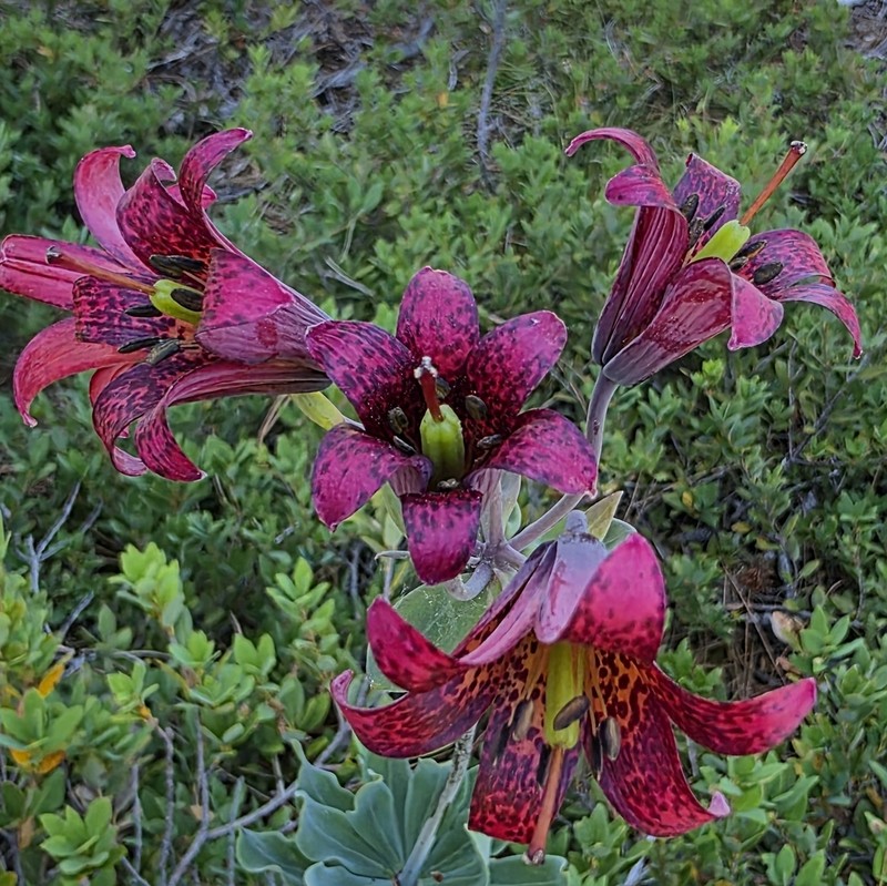 Bolander's Lily photo 3