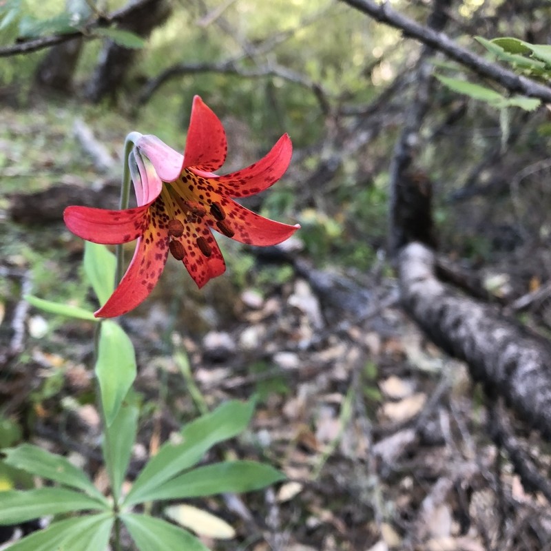 Bolander's Lily photo 4