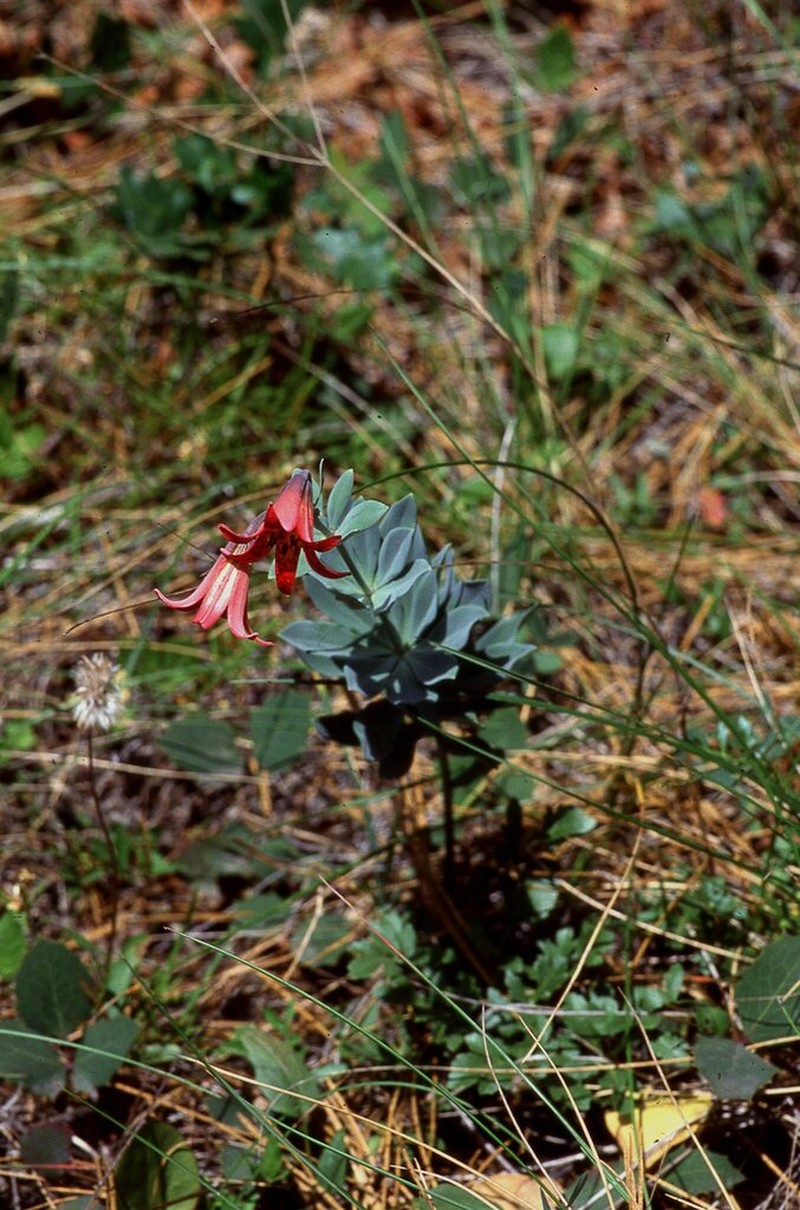 Bolander's Lily photo 5