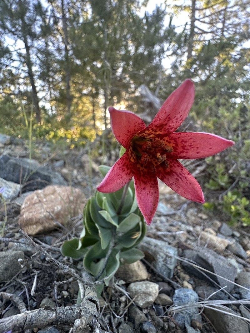 Bolander's Lily photo 6