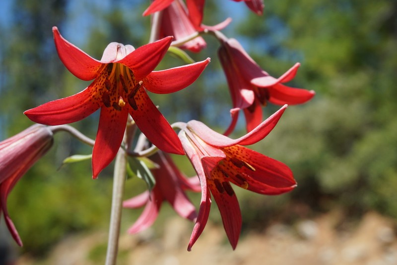 Bolander's Lily photo 7
