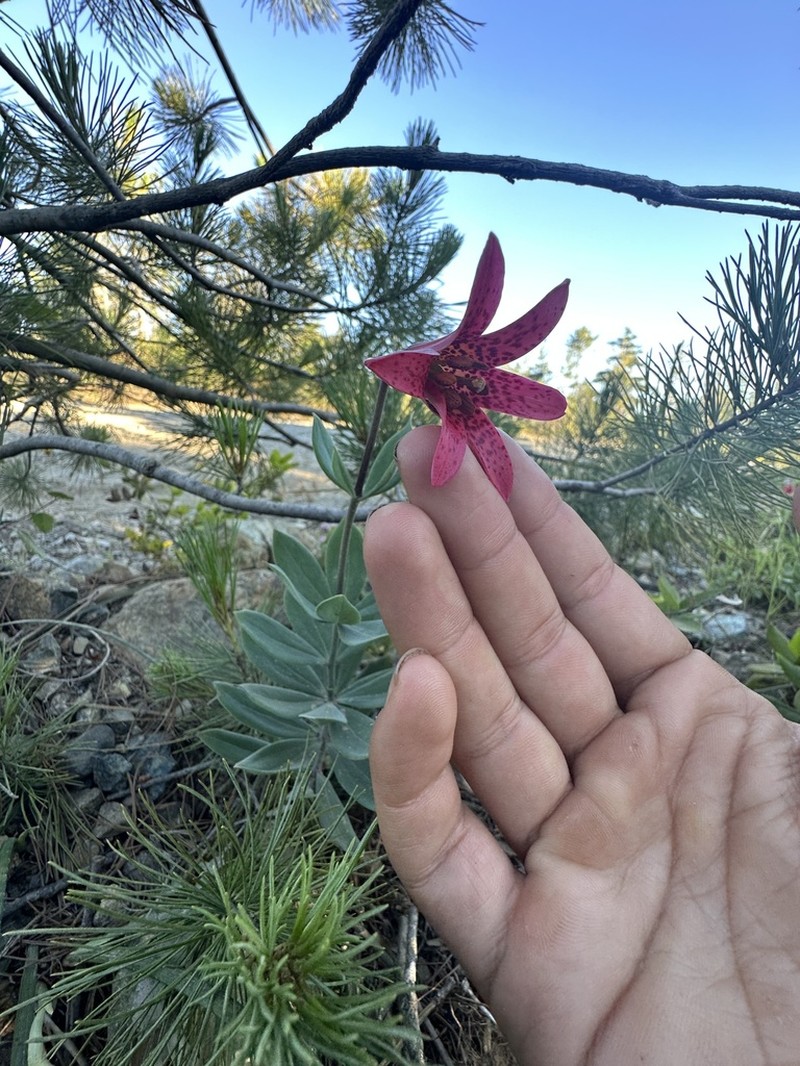 Bolander's Lily photo 8