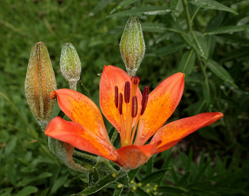 Orange Lily photo 4