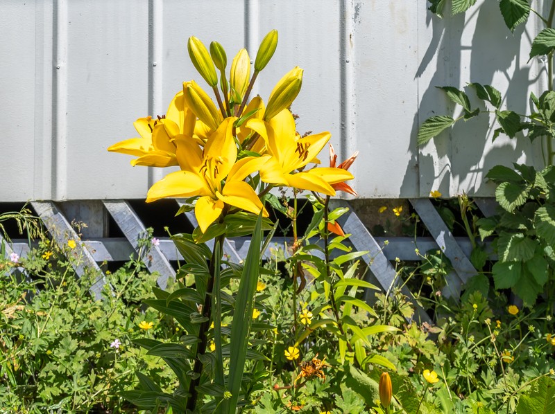 Orange Lily photo 5